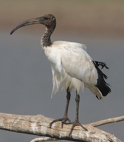 ibis africano